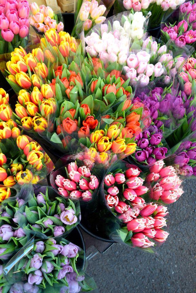 Velvet Dream Enchanted Flora