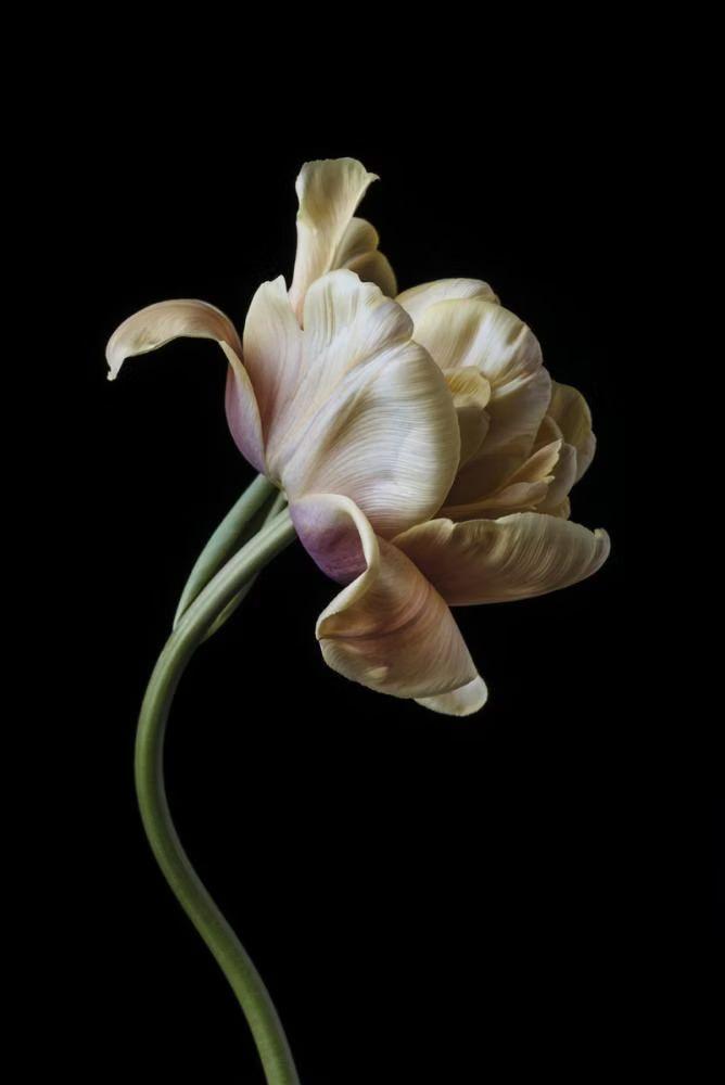 Sunset Elegance Floral Embrace